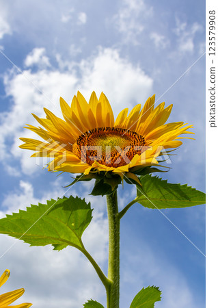 Sunflower with blue sky background 123579908