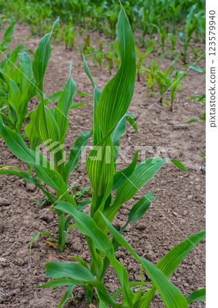 An industrial field of corn sprouts growing in black soil. Corn grow in beautiful rows at sunset. Agricultural landscape An industrial field of corn sprouts growing in black soil. Corn grow in beautiful rows at sunset. Agricultural landscape 123579940