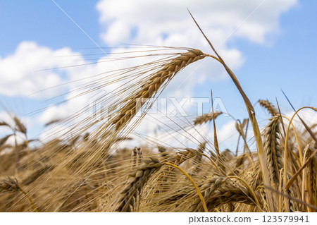 Golden wheat field swaying gently under a bright blue sky with fluffy clouds during the warm afternoon sunshine 123579941