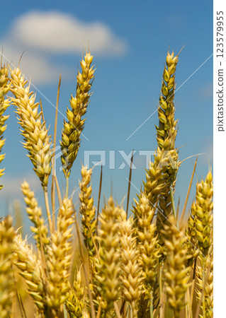 Golden wheat swaying gently in the breeze under a clear blue sky during a sunny afternoon in the countryside 123579955