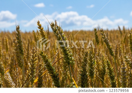 Wheat field stretches under a bright sky, showcasing golden grains swaying gently in the breeze during midday 123579956