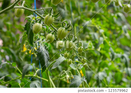 Green tomato fruits developing on a vine in a sunny garden environment during the summer season 123579962
