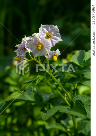 Potato flowers blooming macro, potato flowers on farm field. Potato plant bush with flowers. Potatoes plants with white flowers growing on farmers plant Potato flowers blooming macro, potato flowers on farm field. Potato plant bush with flowers. Potatoes plants with white flowers growing on farmers plant 123579964