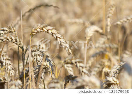 Fields of ripe wheat sway gently in the breeze under the clear blue sky during the late afternoon harvest season Fields of ripe wheat sway gently in the breeze under the clear blue sky during the late afternoon harvest season 123579968