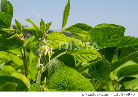 Green bean plants growing in a sunny field highlighting vibrant foliage and delicate flowers during a clear day in summer 123579970