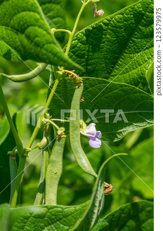 Green beans grow on vines surrounded by vibrant green leaves with delicate purple flowers in a sunny garden during the growing season 123579975