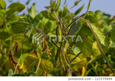 Soybean plants grow robustly in a sunny field showcasing distinct green leaves and pods during late summer in rural farming area Soybean plants grow robustly in a sunny field showcasing distinct green leaves and pods during late summer in rural farming area 123579994