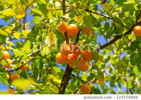 Bright orange fruits hang from a lush tree under clear blue skies during a sunny afternoon in late summer 123579999