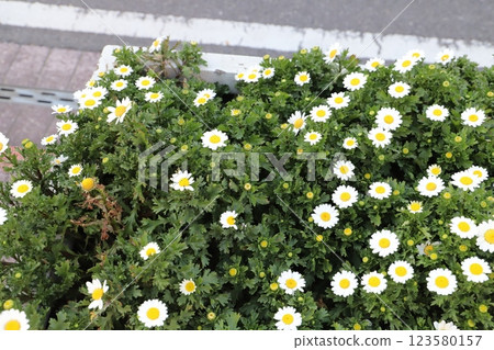 冬季花園中盛開的北極白花 冬季花園中盛開的北極白花 123580157