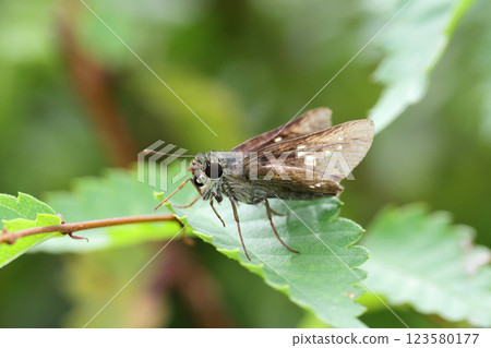 German Skipper resting on a leaf 123580177