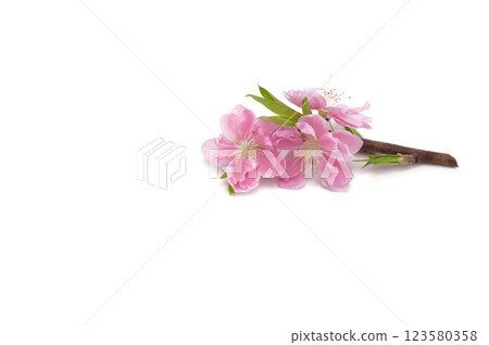 Cherry blossom isolated on white background. Sign of spring. Copy space. 123580358