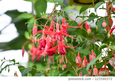Fuchsia "Cardinal" Fuchsia "Cardinal" 123580372