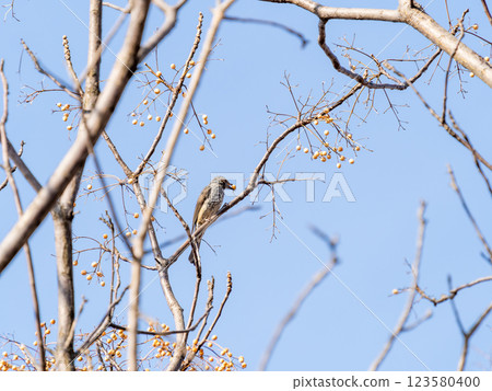 在晴朗的冬日天空下，一隻棕耳鵯正在採摘中國樹上的果實 123580400