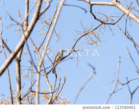 在晴朗的冬日天空下，一隻棕耳鵯正在採摘中國樹上的果實 123580401