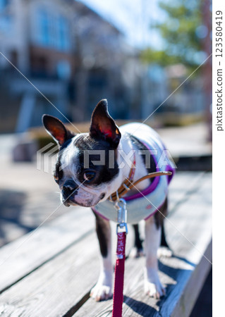 Boston Terrier, my beloved dog, playing in the park 123580419