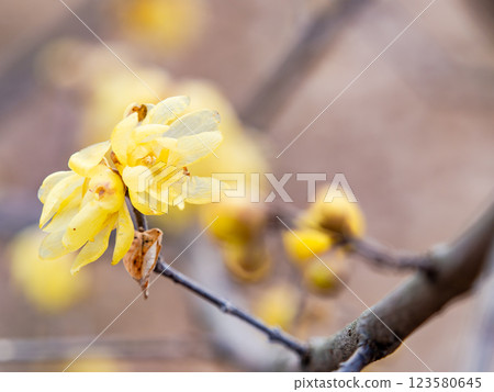 Beautiful new year flowers: Fragrant wintersweet in full bloom 123580645
