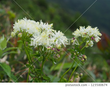 Karamatsusou on Mt. Hirashira 123580674