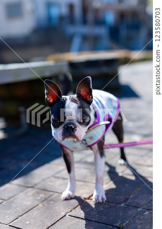 我的狗狗波士頓梗在公園玩耍 我的狗狗波士頓梗在公園玩耍 123580703