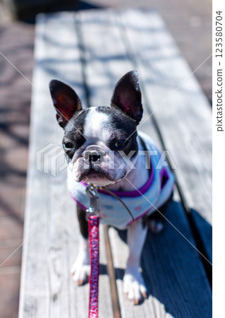 我的狗狗波士頓梗在公園玩耍 我的狗狗波士頓梗在公園玩耍 123580704