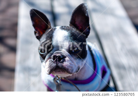 Boston Terrier, my beloved dog, playing in the park 123580705