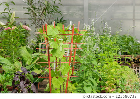 Flower seedlings in greenhouse. Mint, basil, lilies and other plants in garden store. Variety of plants for decoration. Hothouse. 123580732
