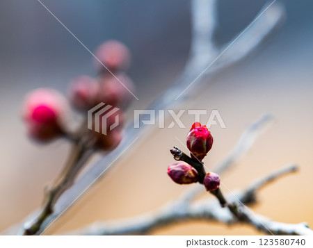 隆冬時節，梅花芽依然又小又硬 123580740