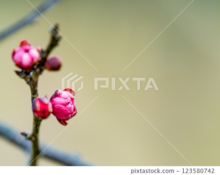 隆冬時節，梅花芽依然又小又硬 123580742