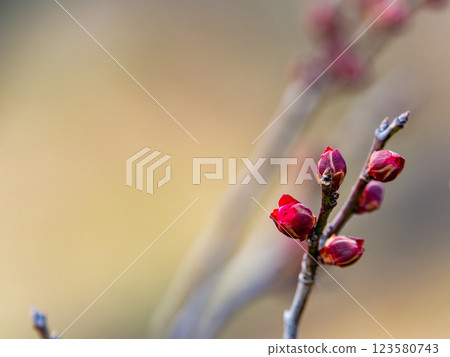 隆冬時節，梅花芽依然又小又硬 123580743