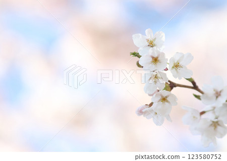 Cherry Blossom Cherry Blossom 123580752