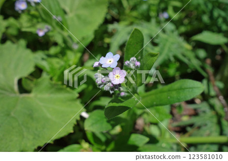 上高地的花“蝦夷紫” 上高地的花“蝦夷紫” 123581010