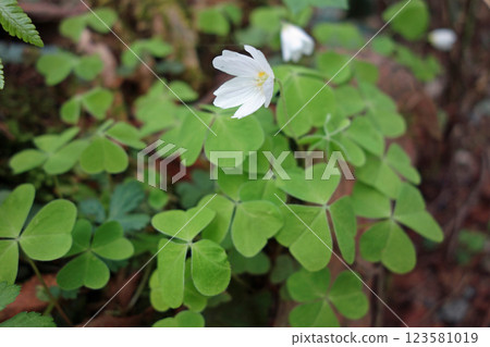 上高地的花“小宮酢漿草” 123581019