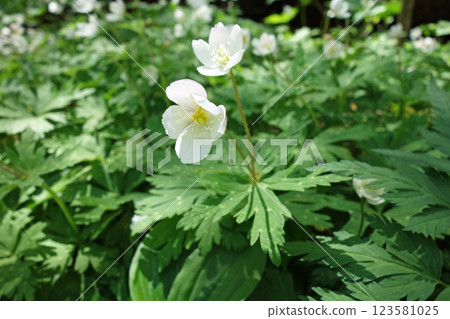Kamikochi's flower "Nirinsou" 123581025