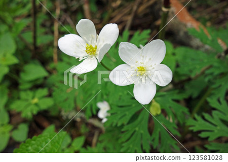 上高地的花“二輪草” 上高地的花“二輪草” 123581028