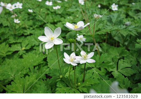 上高地的花“二輪草” 123581029