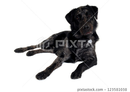 Happy dog on a white background 123581038
