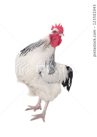 Rooster on white background 123581043