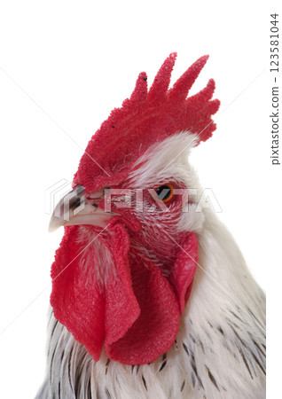Head of rooster on white background 123581044