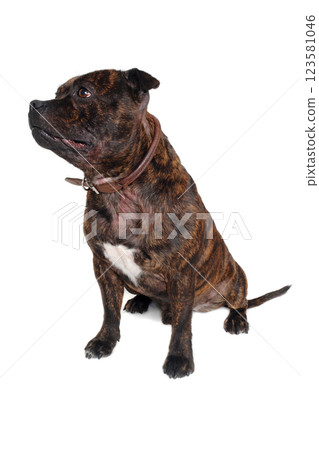 Staffordshire Bull Terrier dog 123581046