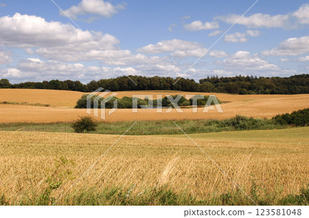 Cornfield and clouds Cornfield and clouds 123581048