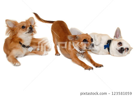 Three happy chihuahua puppy dogs on a white background 123581059