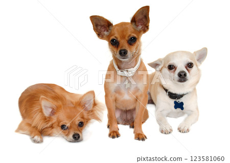 Three happy chihuahua puppy dogs on a white background 123581060