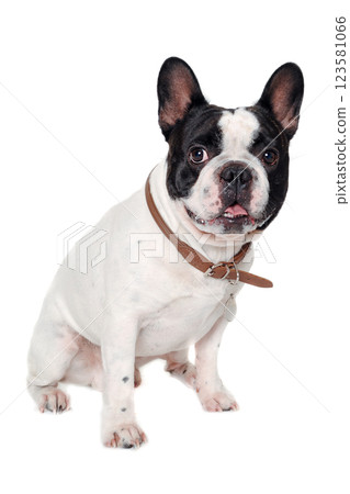 French Bulldog  dog on a white background 123581066
