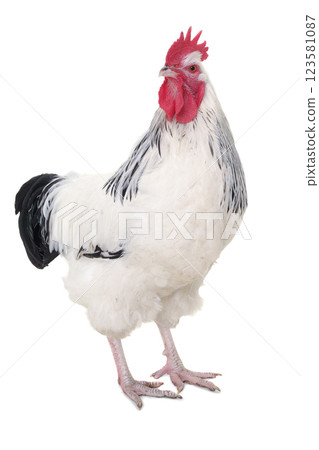 Rooster on white background 123581087