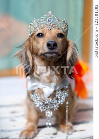 Stylish Kaninchen Dachshund Dachshund Stylish Kaninchen Dachshund Dachshund 123581392