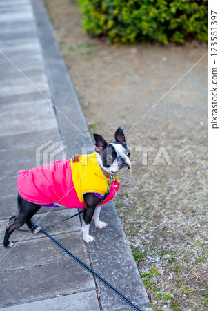 Boston Terrier, my beloved dog, playing in the park Boston Terrier, my beloved dog, playing in the park 123581397