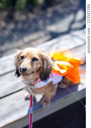 Kaninchen Dachshund playing in the park 123581399
