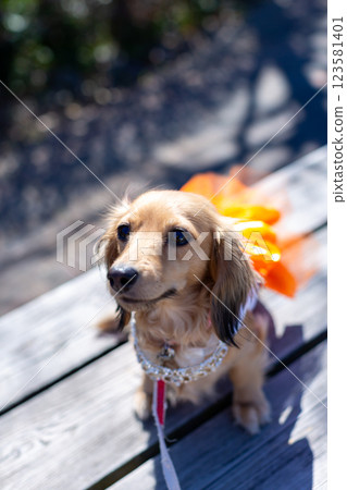 Kaninchen Dachshund playing in the park Kaninchen Dachshund playing in the park 123581401