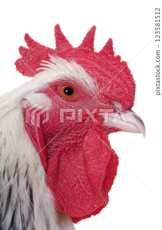 Head of rooster on white background 123581512