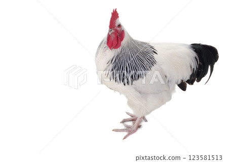 Rooster on white background 123581513