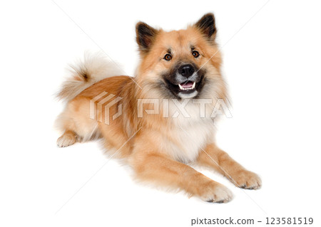 Happy Eurasier dog Happy Eurasier dog 123581519